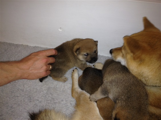 Shiba hvalpe uge -